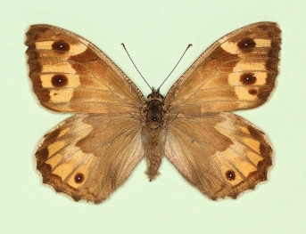 tripuncta Grayling (Hipparchia semele)