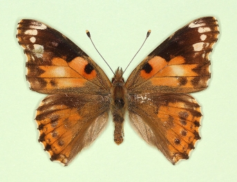 to name Painted Lady (Vanessa cardui)