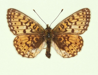 pathological Small Pearl-bordered Fritillary (Boloria selene)