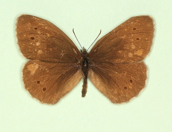 ab. nov Ringlet (Aphantopus hyperanthus)