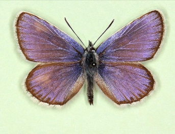 sinispathological Silver-studded Blue (Plebejus argus)