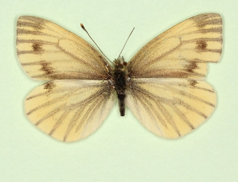 emiobscurata Green-veined White (Pieris napi)