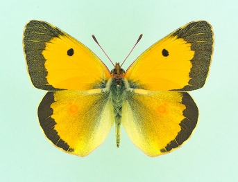 bipupillata Clouded Yellow (Colias croceus)