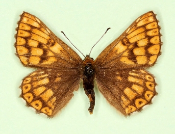 gracilans Duke of Burgundy (Hamearis lucina)