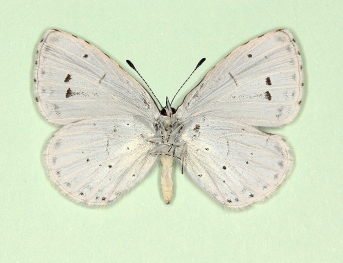 nov Holly Blue (Celastrina argiolus)