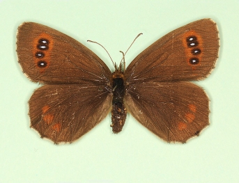 purpurea + anti-lanceolata Scotch Argus (Erebia aethiops)