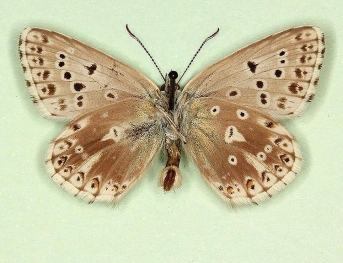 ochrea + obsoleta Chalkhill Blue (Polyommatus (Lysandra) coridon)