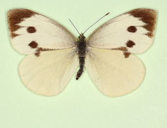 striata Large White (Pieris brassicae)