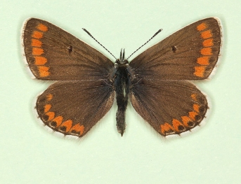 pseudo-cramera Brown Argus (Aricia agestis)