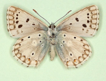 ultrafowleri + obsoleta Chalkhill Blue (Polyommatus (Lysandra) coridon)