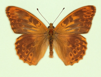 pelopioides Silver-washed Fritillary (Argynnis paphia)