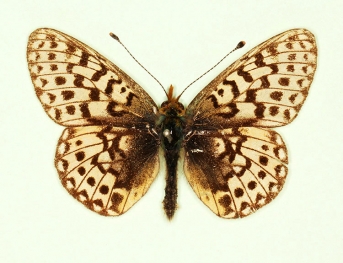 pallida Pearl-bordered Fritillary (Boloria euphrosyne)