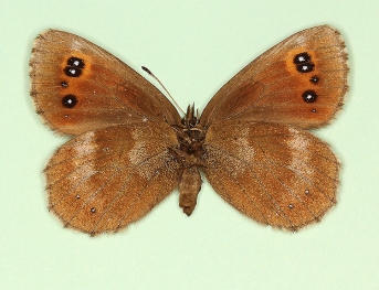 ochracea + freyeri Scotch Argus (Erebia aethiops)