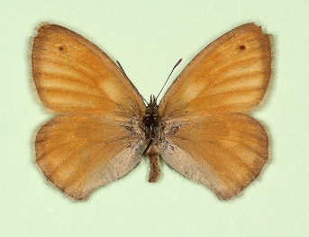 pathological Small Heath (Coenonympha pamphilus)