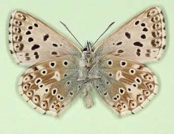 quinterratica Chalkhill Blue (Polyommatus (Lysandra) coridon)