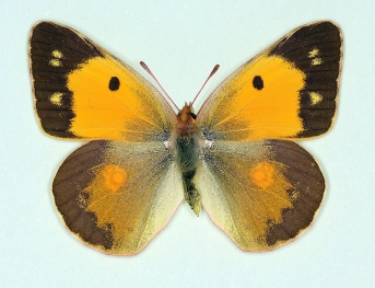 electra Clouded Yellow (Colias croceus)