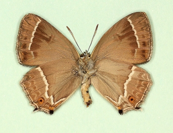 ab. nov Purple Hairstreak (Neozephyrus quercus)