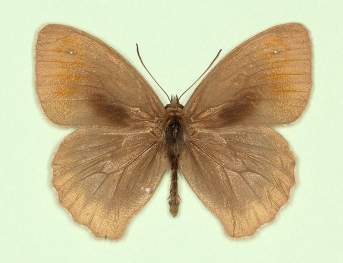 grisea-aurea Meadow Brown (Maniola jurtina)
