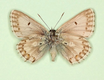 curvatura + anticaeca + postobsoleta Chalkhill Blue (Polyommatus (Lysandra) coridon)