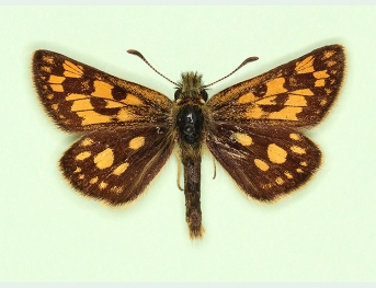 scabellata Chequered Skipper (Carterocephalus palaemon)