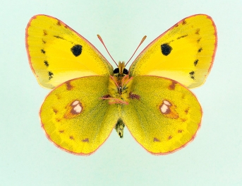 nigrofasciata + magnipuncta + geisleri Clouded Yellow (Colias croceus)