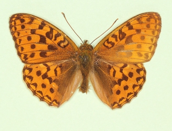 antidexpathological High Brown Fritillary (Argynnis adippe)
