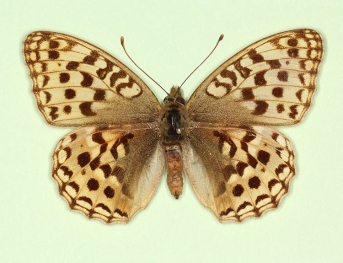 flavescens High Brown Fritillary (Argynnis adippe)