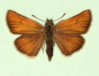 ab. nov Essex Skipper (Thymelicus lineola)