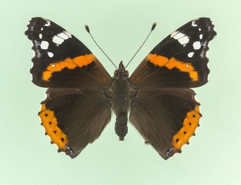 ocellata Red Admiral (Vanessa atalanta)