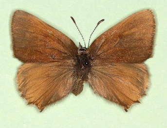 pathological Green Hairstreak (Callophrys rubi)