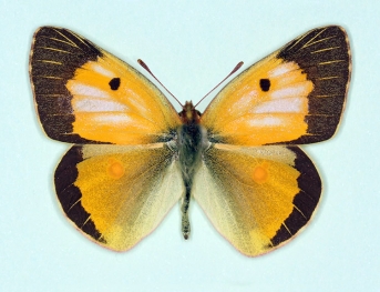nov Clouded Yellow (Colias croceus)