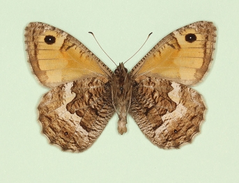 monocellata Grayling (Hipparchia semele)