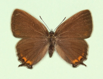 obsoleta Black Hairstreak (Satyrium pruni)