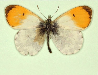 nov Orange-tip (Anthocharis cardamines)