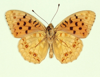 cleodoxa High Brown Fritillary (Argynnis adippe)