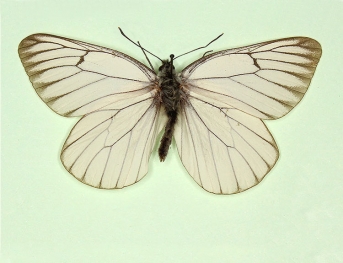 Black-veined White (Aporia crataegi)