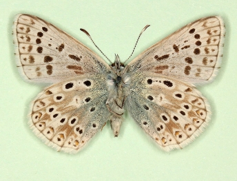 trilongata Chalkhill Blue (Polyommatus (Lysandra) coridon)