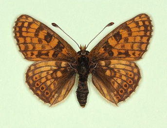 interligata Glanville Fritillary (Melitaea cinxia)
