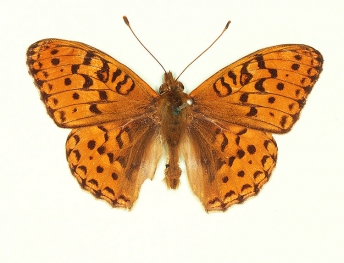 trans varenii High Brown Fritillary (Argynnis adippe)