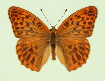 confluens Silver-washed Fritillary (Argynnis paphia)
