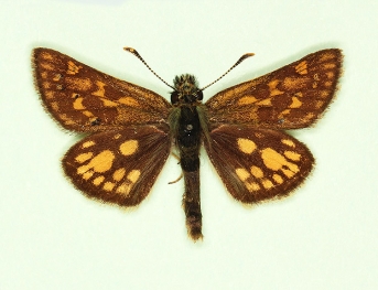 trans carueli Chequered Skipper (Carterocephalus palaemon)