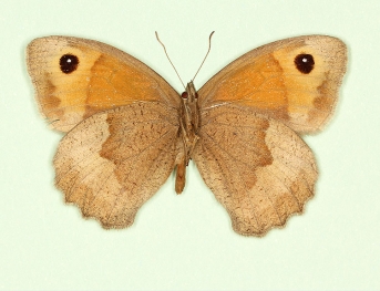infra-impuncta + ochrea Meadow Brown (Maniola jurtina)