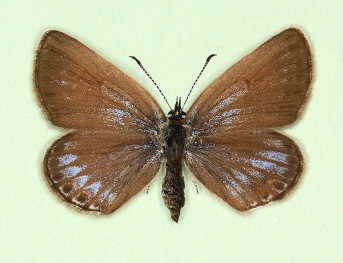 caeruleo-cuneata Silver-studded Blue (Plebejus argus)