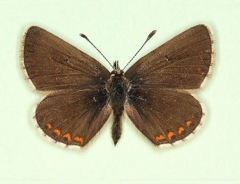 semi-allous Northern Brown Argus (Aricia Artaxerxes)