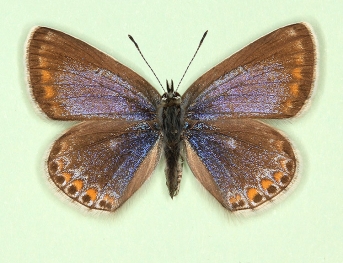 caerulea-cuneata Common Blue (Polyommatus (Lysandra) icarus)