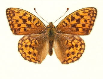 trans suffusa High Brown Fritillary (Argynnis adippe)