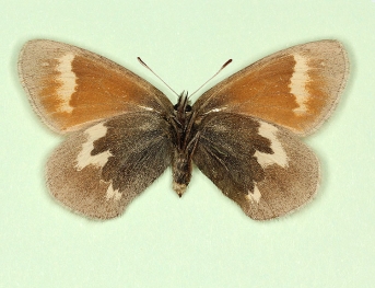obsoleta Large heath (Coenonympha tullia)