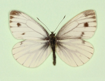 gynandromorph Green-veined White (Pieris napi)
