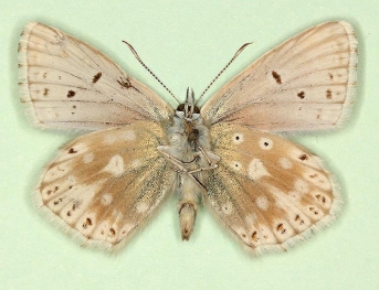 obsolescens + obsoleta Chalkhill Blue (Polyommatus (Lysandra) coridon)