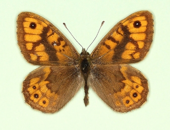 ab. nov Wall (Lassiommata megaera)